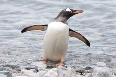Gentoo penguin walking in the water.