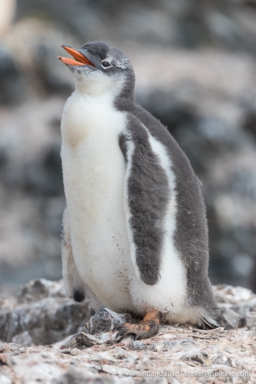 Gentoo chick.