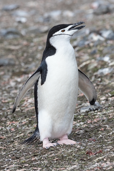 Chinstrap penguin.
