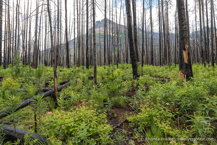 New plant growth after a forest fire.