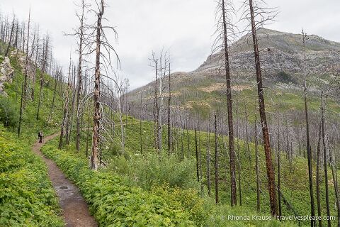 Crandell Lake Trail with trees burned during a forest fire.