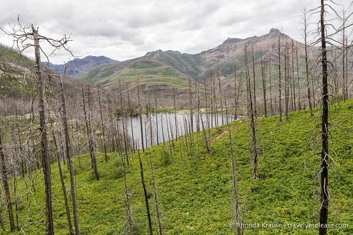 Crandell Lake behind trees burned by a forest fire.