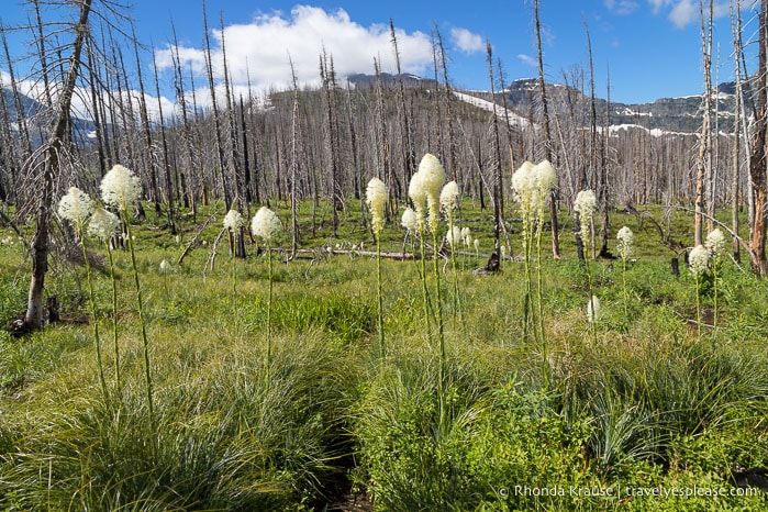 Bear grass flowers.