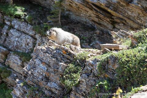 Marmot on a rocky outcrop.