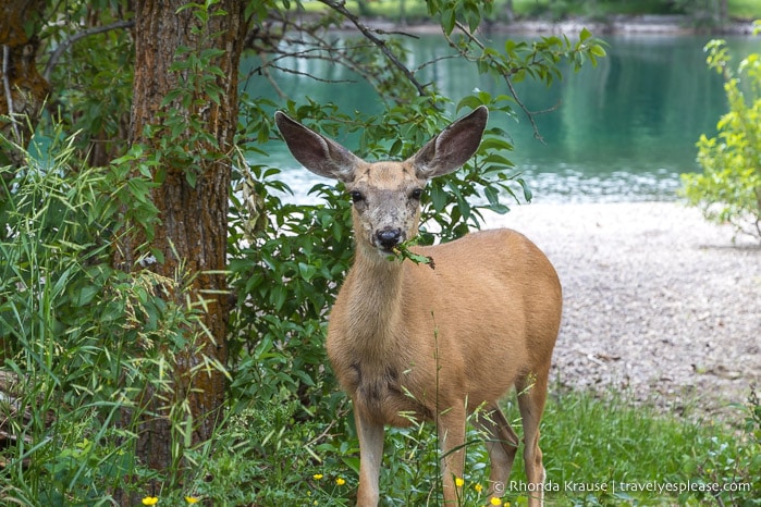 Deer eating some leaves.