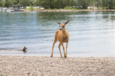 Deer at the lakeshore.