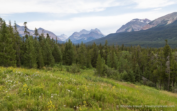 Forest and distant mountains.