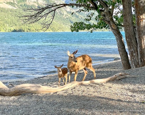 Deer on the beach at Upper Waterton Lake.