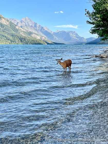 Deer standing in Upper Waterton Lake.