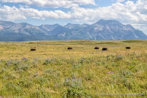 Waterton's bison paddock with a background of mountains.