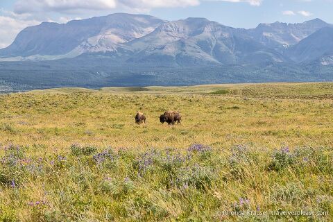 Waterton's bison paddock with a backdrop of mountains.