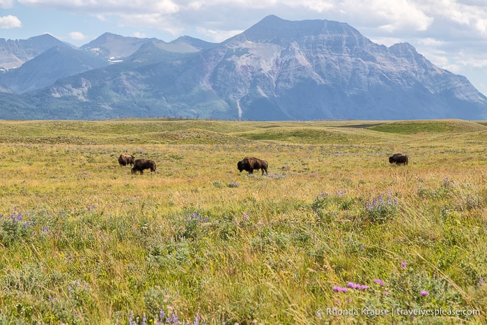 Waterton's bison paddock with a backdrop of mountains.