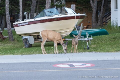 Mama and baby dear roaming through the Waterton townsite.