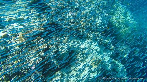 School of small fish seen while snorkelling in the Red Sea.
