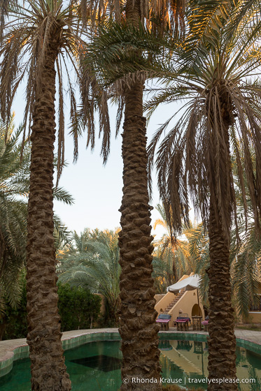 Palm trees in front of a pool.