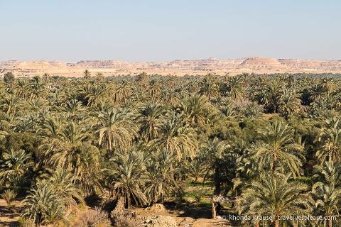 Overlooking palm trees at Siwa Oasis.