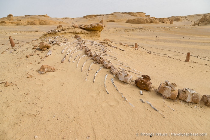 Whale skeleton in Whale Valley.