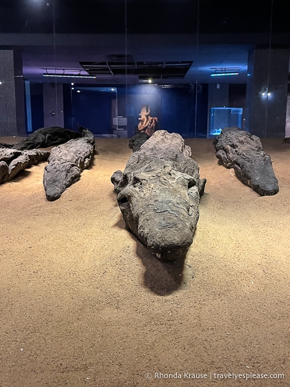 Mummified crocodiles in the Crocodile Museum.