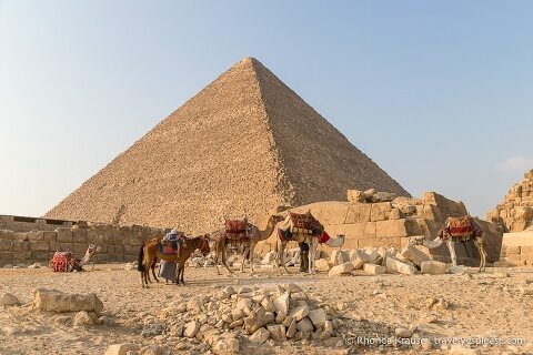 Camels and a horse in front of the Great Pyramid of Giza.