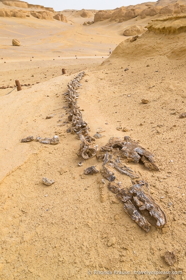 Whale fossil in the desert at Whale Valley.