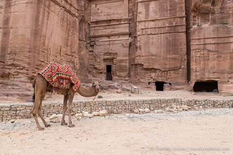 Camel in front of some rock-cut tombs at Petra.