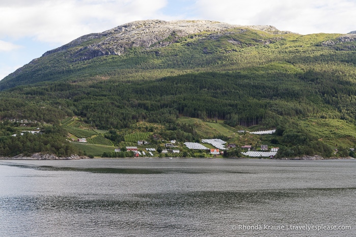 Orchard along Hardangerfjord.