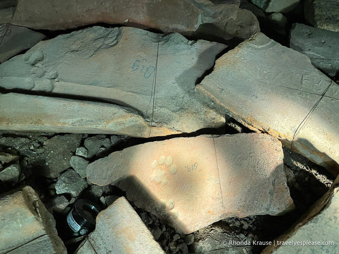 Animal footprint preserved in stone.