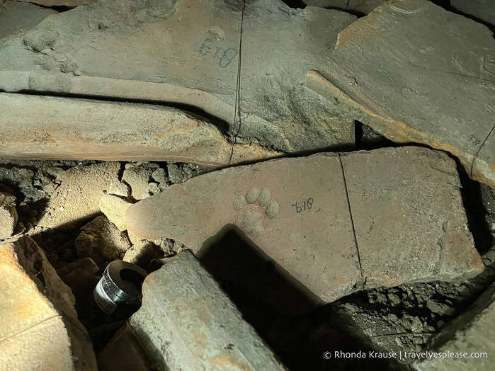 Animal footprint preserved in stone.