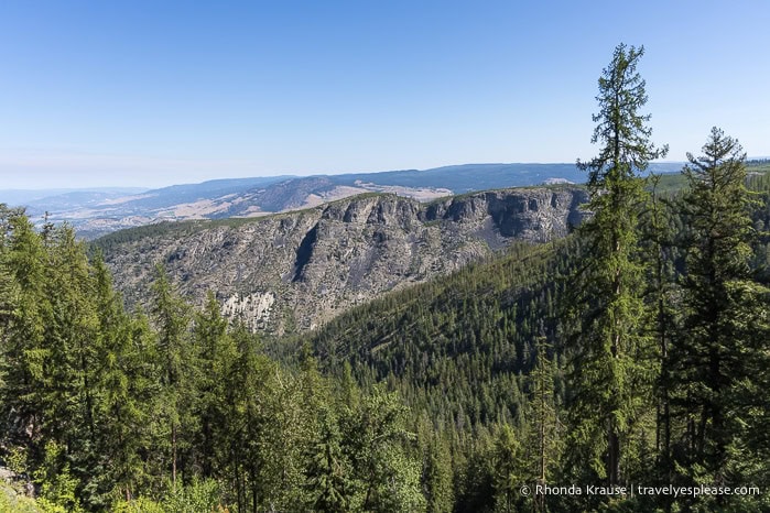 Trees in the canyon.