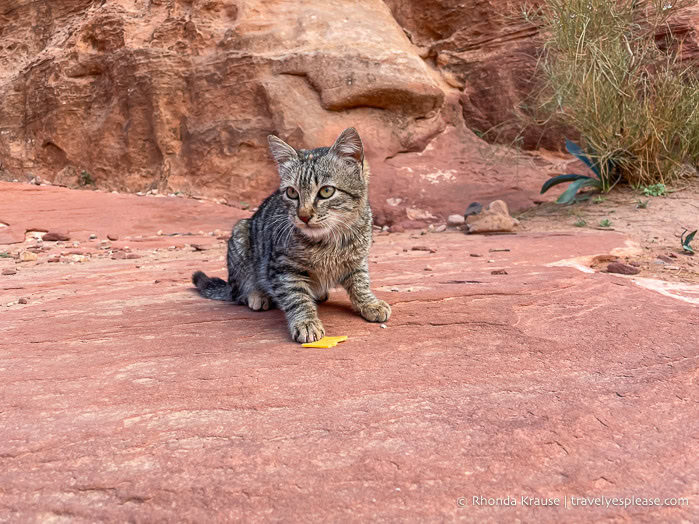 Cat on the trail.