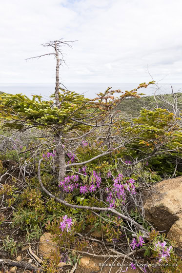 Trees, shrubs, and wildflowers.