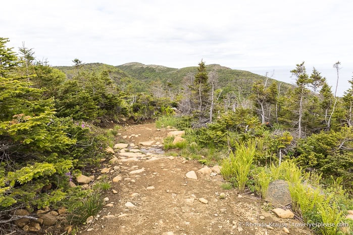 Green Gardens Trail framed by small trees.