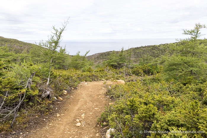 Trail framed by small trees with the sea in the background.