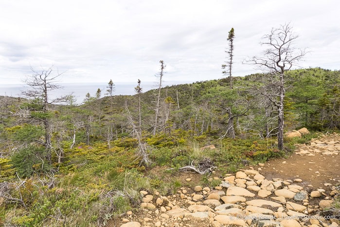 Trail and small trees.