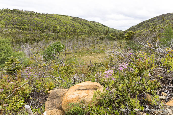 Shrubs, wildflowers, rocks, and hills.