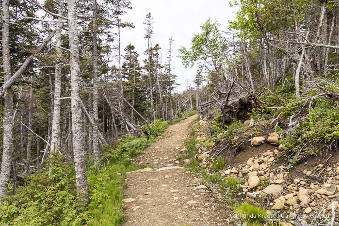 Trail framed by trees.