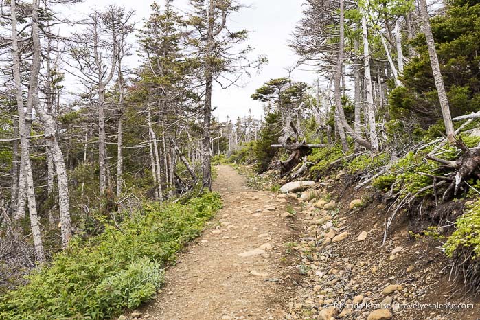 Trail framed by trees.