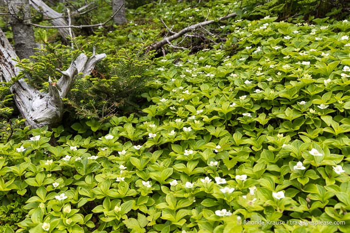 Green plant with white flowers.