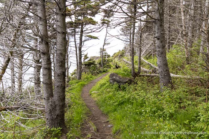 Trail in the trees.