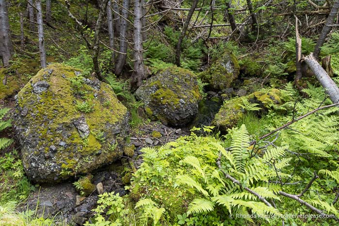 Green plants in the forest.