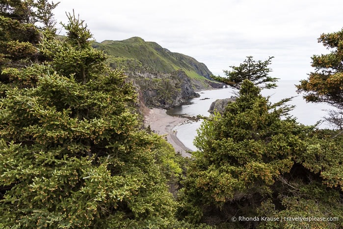Trees framing a view of cliffs and a beach.