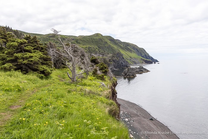 Clifftop meadow and forest above the shore.