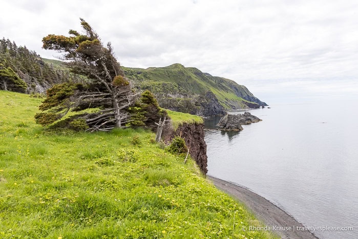 Clifftop meadow and trees above a beach.