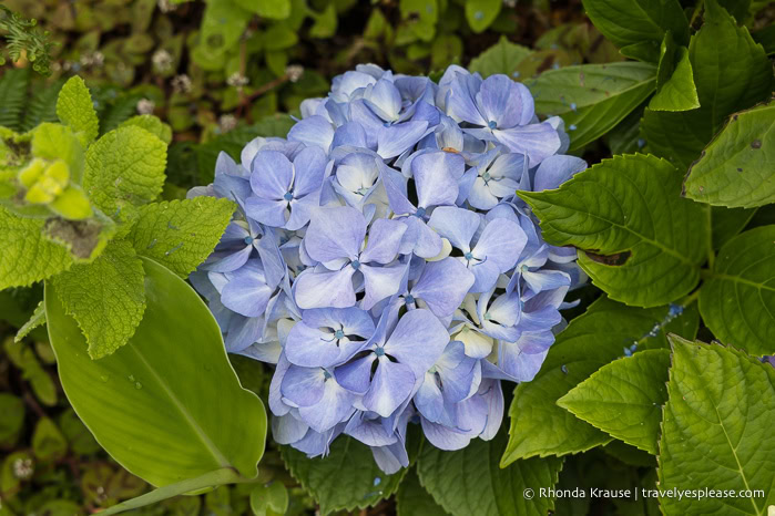 A blue hydrangea, a common sight on Faial Island in the Azores. 