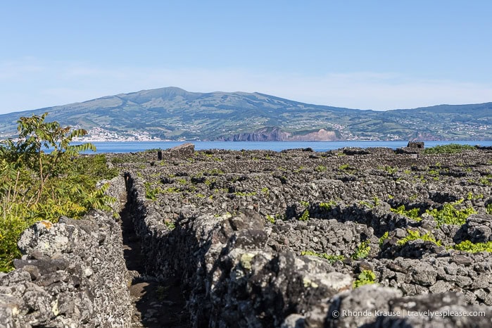 Stone walls in a vineyard with Faial Island in the background. 