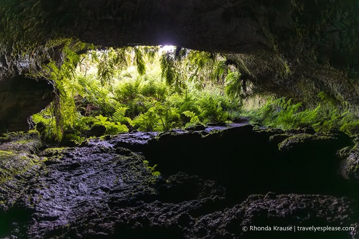 Ferns at the entrance to a cave. 