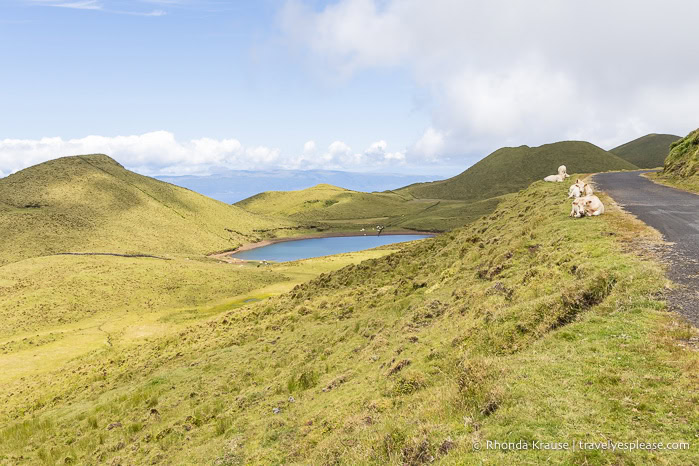 View of a pond, hills, and cows along Lagoon Road on Pico Island. 