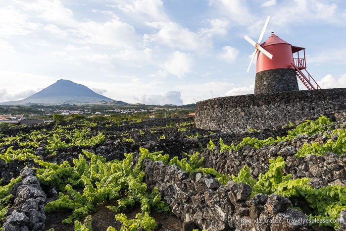 Frade Windmill with Mt. Pico in the background. 