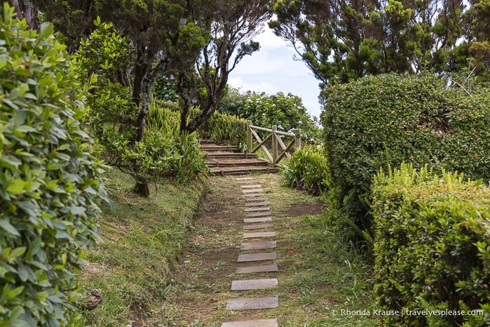 Plants alongside a path. 