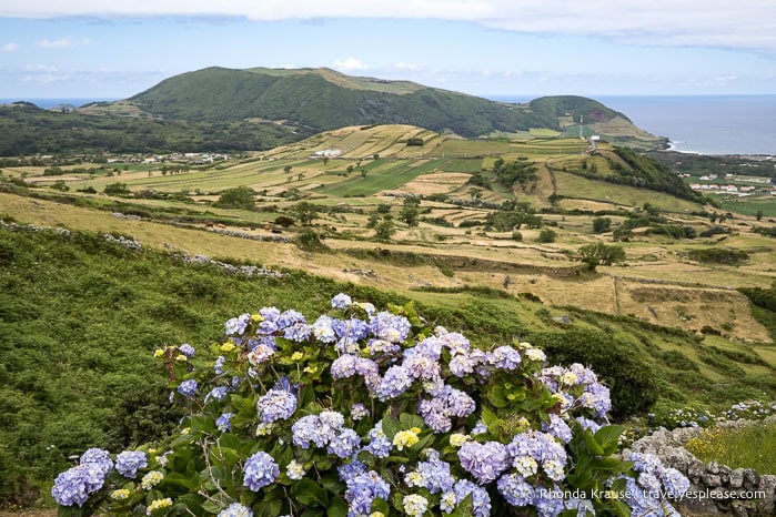 Hydrangeas, fields, and hills on Graciosa Island. 